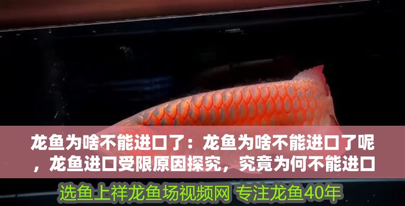 龍魚為啥不能進口了：龍魚為啥不能進口了呢，龍魚進口受限原因探究，究竟為何不能進口了？
