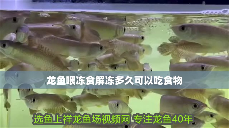 龍魚喂凍食解凍多久可以吃食物
