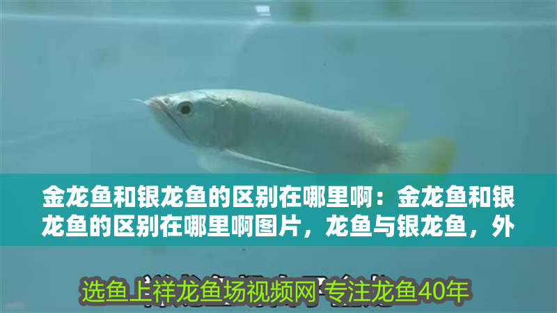 金龍魚和銀龍魚的區別在哪里啊：金龍魚和銀龍魚的區別在哪里啊圖片，龍魚與銀龍魚，外觀、習性及養殖差異全 金龍魚和銀龍魚的區別在哪里啊：金龍魚和銀龍魚的區別在哪里啊圖片，龍魚與銀龍魚，外觀、習性及養殖差異全 水族問答
