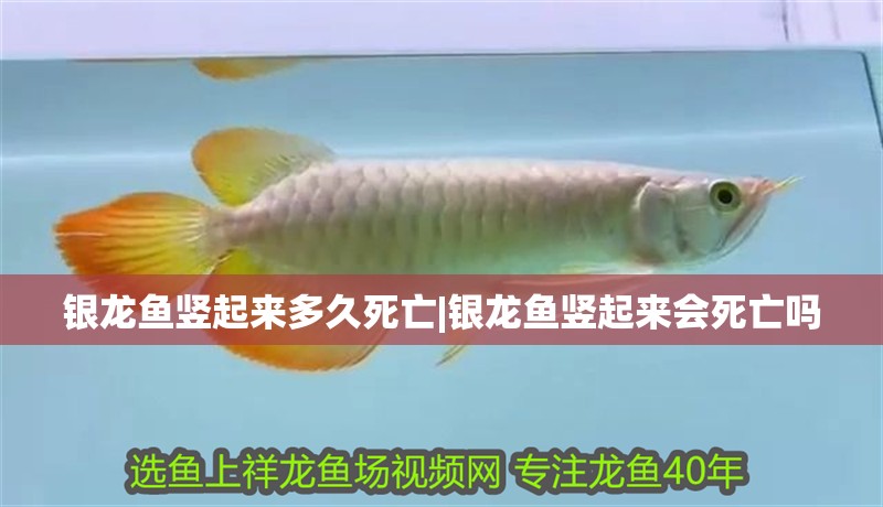 銀龍魚豎起來多久死亡|銀龍魚豎起來會死亡嗎