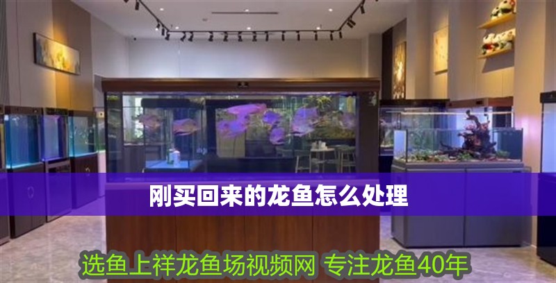 剛買(mǎi)回來(lái)的龍魚(yú)怎么處理 龍魚(yú)百科 第2張 剛買(mǎi)回來(lái)的龍魚(yú)怎么處理 剛買(mǎi)回來(lái)的龍魚(yú)怎么處理 龍魚(yú)百科 第2張