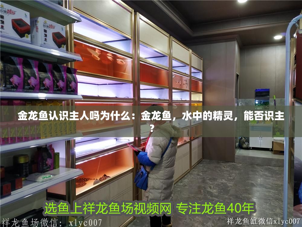 金龍魚認識主人嗎為什么：金龍魚，水中的精靈，能否識主？