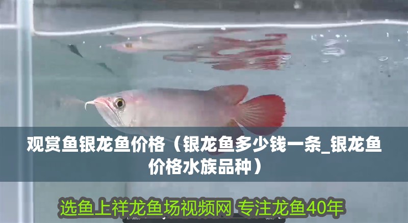觀賞魚銀龍魚價格（銀龍魚多少錢一條_銀龍魚價格水族品種）