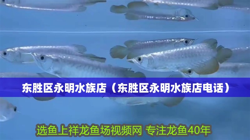 東勝區永明水族店（東勝區永明水族店電話）