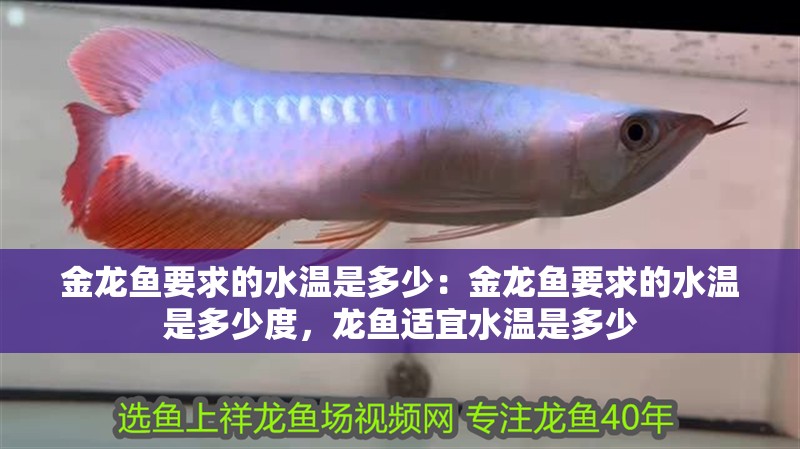 金龍魚要求的水溫是多少：金龍魚要求的水溫是多少度，龍魚適宜水溫是多少