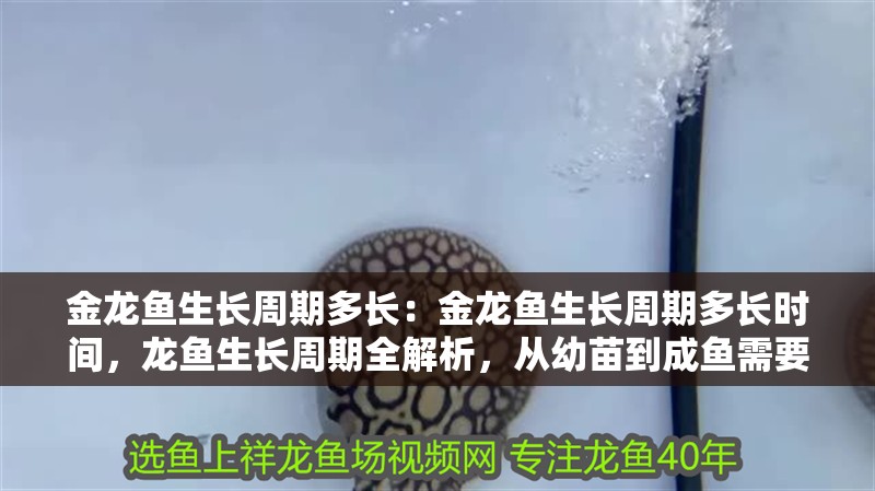 金龍魚生長周期多長：金龍魚生長周期多長時間，龍魚生長周期全解析，從幼苗到成魚需要