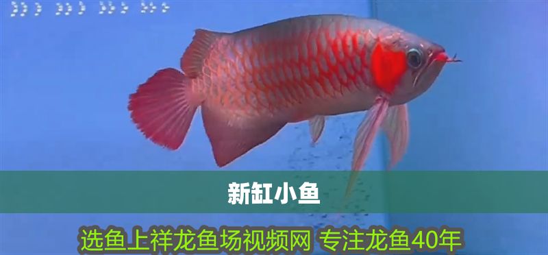 新缸小魚