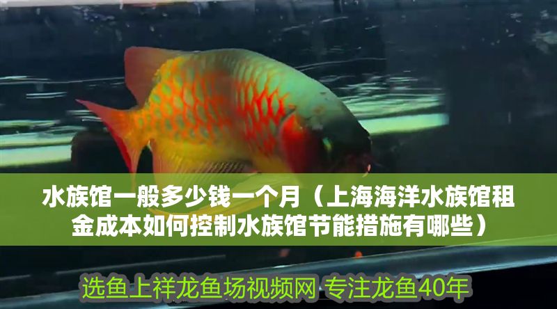 水族館一般多少錢一個月（上海海洋水族館租金成本如何控制水族館節能措施有哪些）