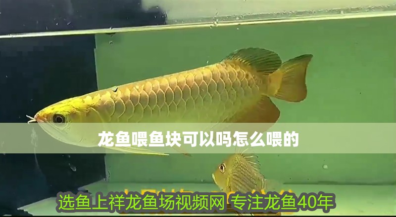 龍魚喂魚塊可以嗎怎么喂的