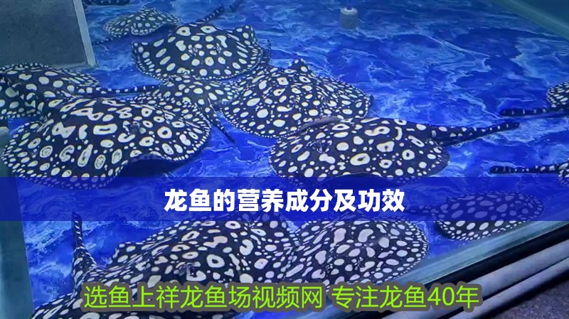 龍魚的營養成分及功效