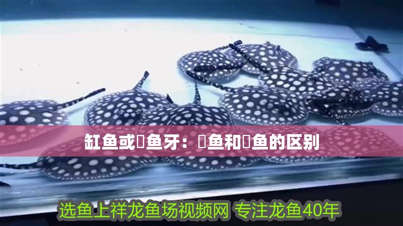 缸魚或魟魚牙：鱗魚和魟魚的區別