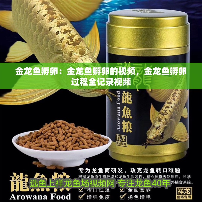 金龍魚孵卵：金龍魚孵卵的視頻，金龍魚孵卵過程全記錄視頻 金龍魚孵卵：金龍魚孵卵的視頻，金龍魚孵卵過程全記錄視頻 水族問答