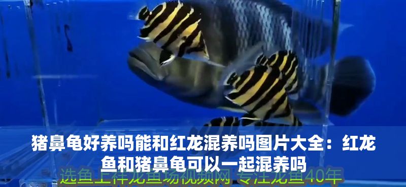 豬鼻龜好養嗎能和紅龍混養嗎圖片大全:紅龍魚和豬鼻龜可以一起混養嗎 豬鼻龜百科 第1張 豬鼻龜好養嗎能和紅龍混養嗎圖片大全:紅龍魚和豬鼻龜可以一起混養嗎 豬鼻龜好養嗎能和紅龍混養嗎圖片大全:紅龍魚和豬鼻龜可以一起混養嗎 豬鼻龜百科 第1張