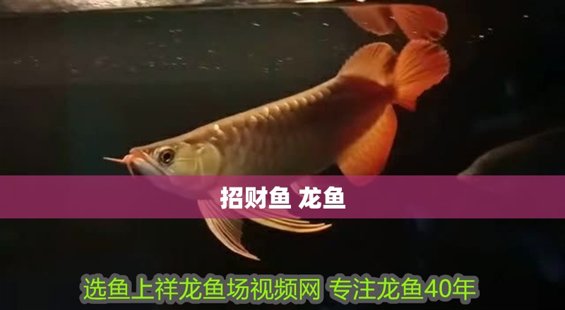 招財魚 龍魚 招財魚 龍魚 龍魚百科 第4張