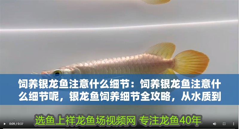 飼養銀龍魚注意什么細節：飼養銀龍魚注意什么細節呢，銀龍魚飼養細節全攻略，從水質到喂食的要點