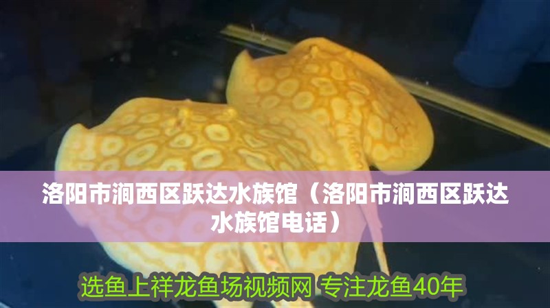 洛陽市澗西區躍達水族館（洛陽市澗西區躍達水族館電話）