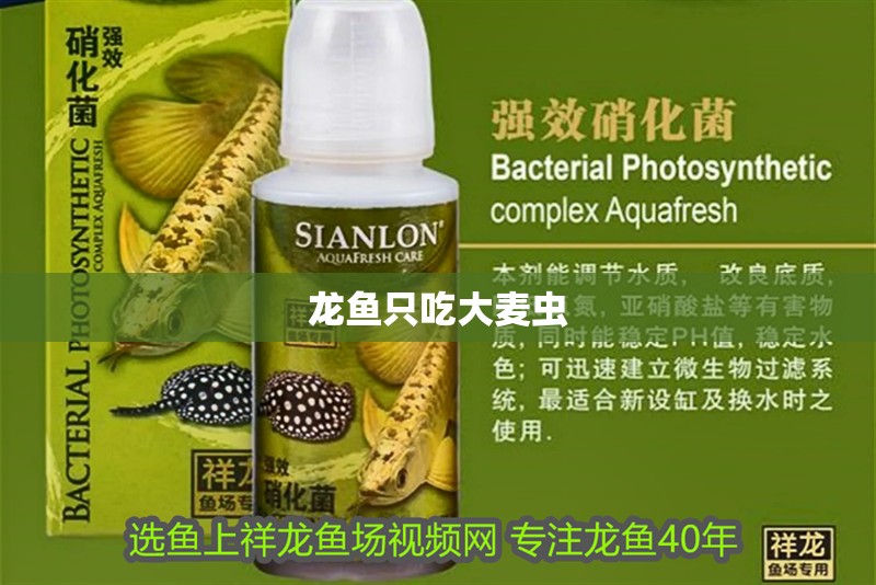 龍魚只吃大麥蟲