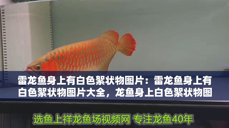 雷龍魚身上有白色絮狀物圖片：雷龍魚身上有白色絮狀物圖片大全，龍魚身上白色絮狀物圖片大
