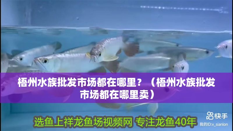 梧州水族批發市場都在哪里？（梧州水族批發市場都在哪里賣）
