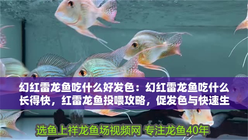 幻紅雷龍魚吃什么好發色：幻紅雷龍魚吃什么長得快，紅雷龍魚投喂攻略，促發色與快速生長