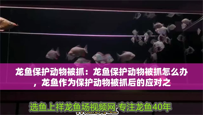 龍魚保護動物被抓：龍魚保護動物被抓怎么辦，龍魚作為保護動物被抓后的應對之