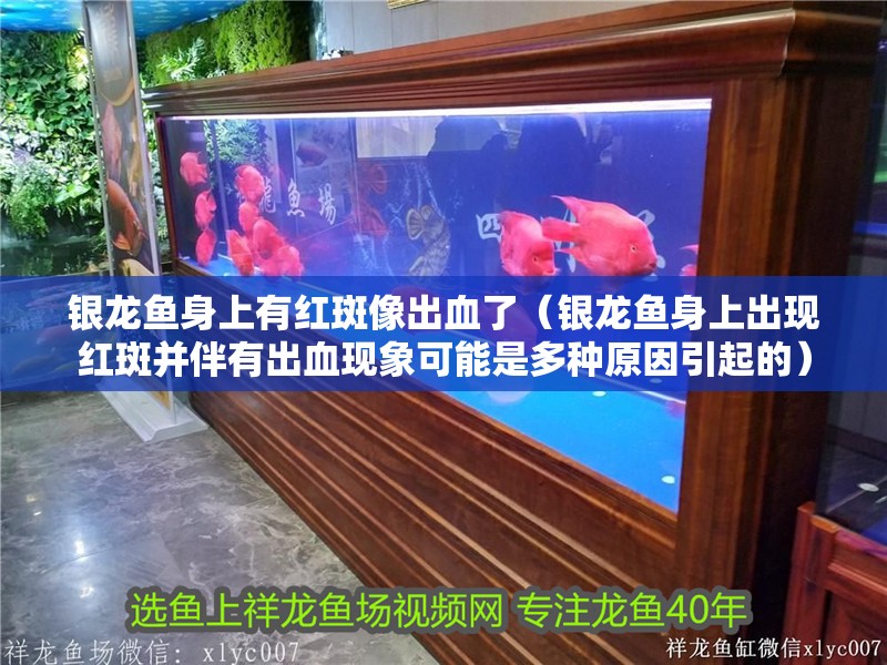 銀龍魚身上有紅斑像出血了（銀龍魚身上出現紅斑并伴有出血現象可能是多種原因引起的）
