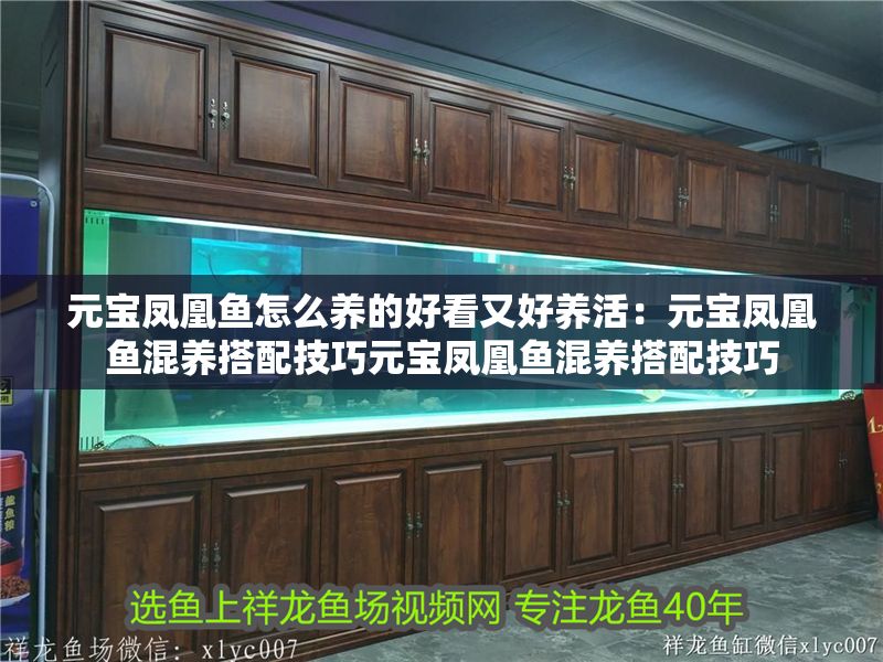 元寶鳳凰魚怎么養的好看又好養活：元寶鳳凰魚混養搭配技巧元寶鳳凰魚混養搭配技巧