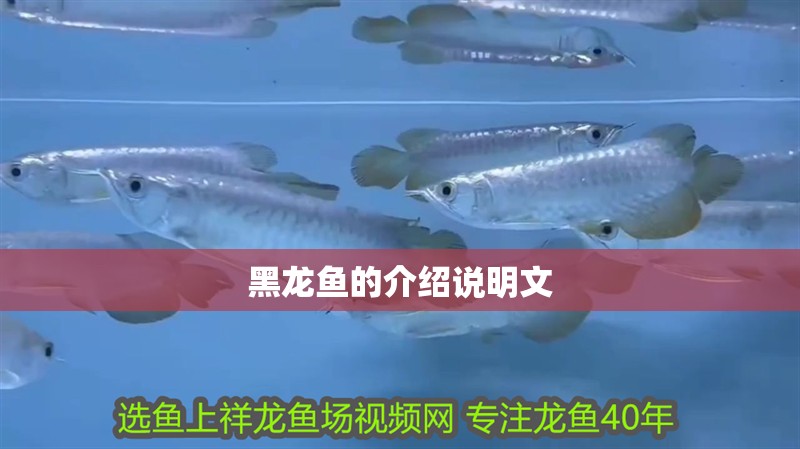 黑龍魚的介紹說明文 黑龍魚的介紹說明文 龍魚百科 第2張