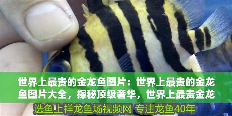 世界上最貴的金龍魚圖片：世界上最貴的金龍魚圖片大全，探秘頂級奢華，世界上最貴金龍魚圖片全覽
