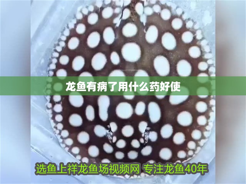 龍魚有病了用什么藥好使