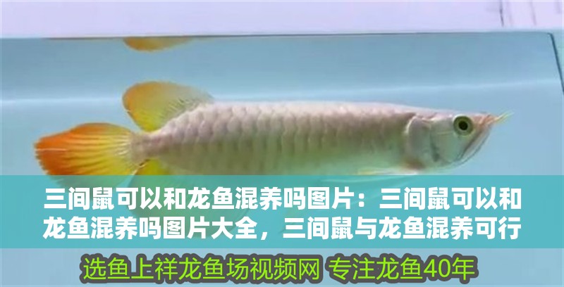 三間鼠可以和龍魚混養嗎圖片：三間鼠可以和龍魚混養嗎圖片大全，三間鼠與龍魚混養可行性及混養圖鑒