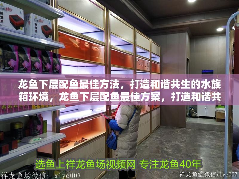 龍魚下層配魚最佳方法，打造和諧共生的水族箱環境，龍魚下層配魚最佳方案，打造和諧共生的水族箱環境