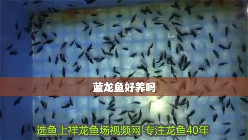 藍龍魚好養(yǎng)嗎 藍龍魚好養(yǎng)嗎 龍魚百科 第4張