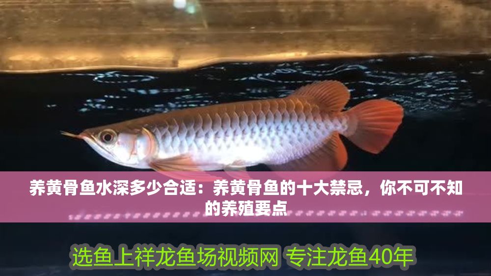 養黃骨魚水深多少合適：養黃骨魚的十大禁忌，你不可不知的養殖要點