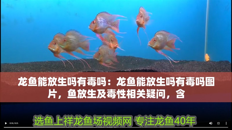 龍魚能放生嗎有毒嗎：龍魚能放生嗎有毒嗎圖片，魚放生及毒性相關疑問，含