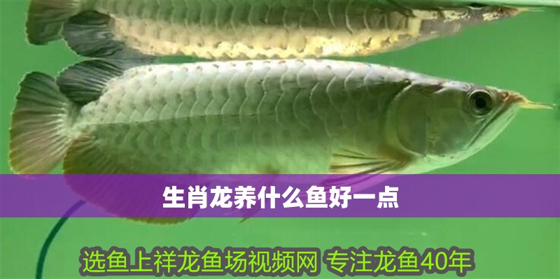 生肖龍養(yǎng)什么魚好一點