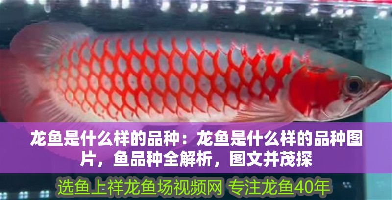 龍魚是什么樣的品種：龍魚是什么樣的品種圖片，魚品種全解析，圖文并茂探