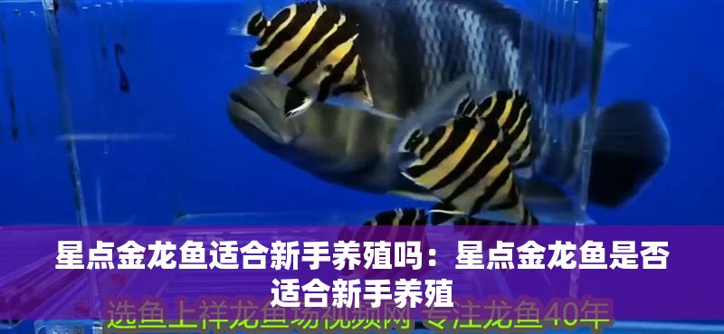星點金龍魚適合新手養殖嗎：星點金龍魚是否適合新手養殖
