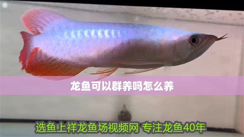 龍魚可以群養(yǎng)嗎怎么養(yǎng) 龍魚可以群養(yǎng)嗎怎么養(yǎng) 龍魚百科 第4張