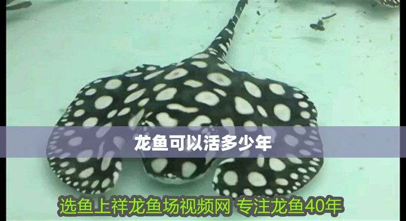 龍魚可以活多少年 龍魚百科 第2張 龍魚可以活多少年 龍魚可以活多少年 龍魚百科 第2張