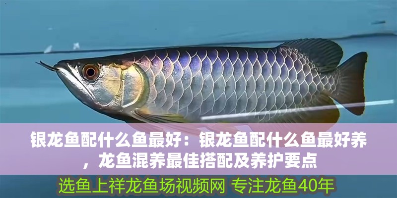 銀龍魚配什么魚最好：銀龍魚配什么魚最好養，龍魚混養最佳搭配及養護要點