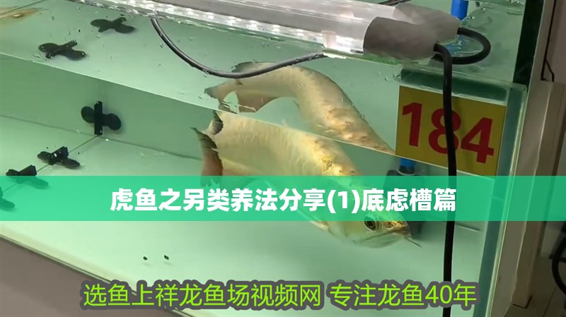 虎魚之另類養(yǎng)法分享(1)底慮槽篇