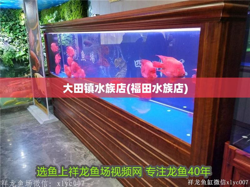 大田鎮水族店(福田水族店) 大田鎮水族店(福田水族店) 錦鯉魚百科 第1張