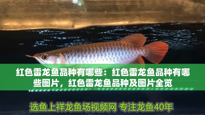 紅色雷龍魚品種有哪些：紅色雷龍魚品種有哪些圖片，紅色雷龍魚品種及圖片全覽
