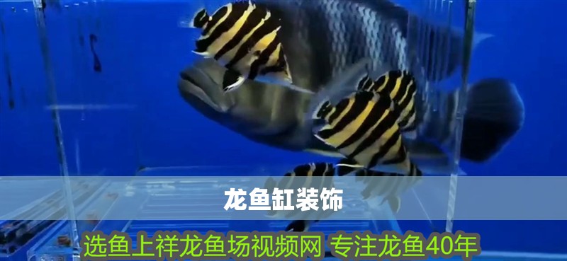 龍魚缸裝飾
