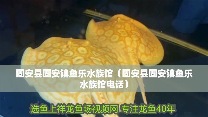 固安縣固安鎮(zhèn)魚樂水族館(固安縣固安鎮(zhèn)魚樂水族館電話) 全國水族館企業(yè)名錄 第2張 固安縣固安鎮(zhèn)魚樂水族館(固安縣固安鎮(zhèn)魚樂水族館電話) 固安縣固安鎮(zhèn)魚樂水族館(固安縣固安鎮(zhèn)魚樂水族館電話) 全國水族館企業(yè)名錄 第2張