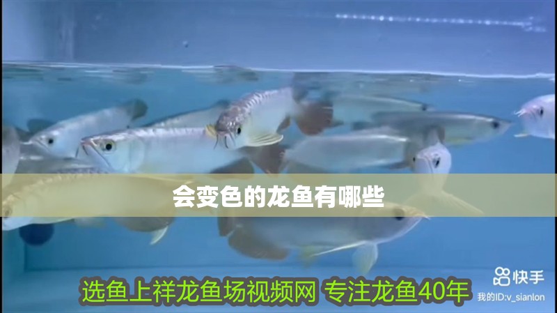 會變色的龍魚有哪些