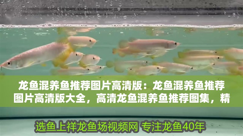 龍魚混養(yǎng)魚推薦圖片高清版：龍魚混養(yǎng)魚推薦圖片高清版大全，高清龍魚混養(yǎng)魚推薦圖集，精選混養(yǎng)搭配