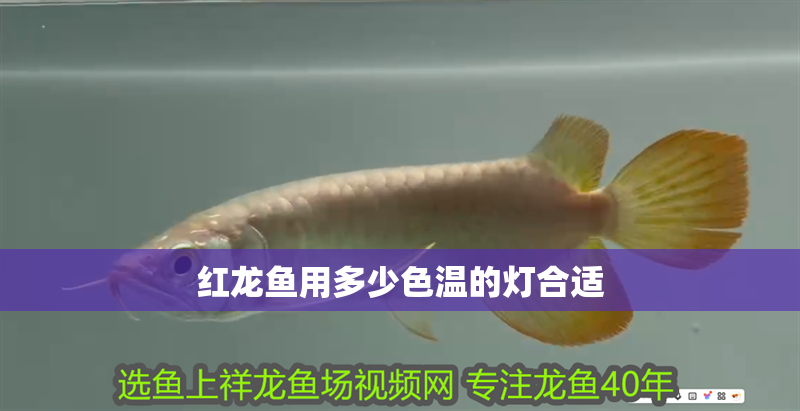 紅龍魚用多少色溫的燈合適