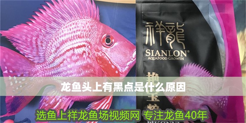 龍魚頭上有黑點是什么原因